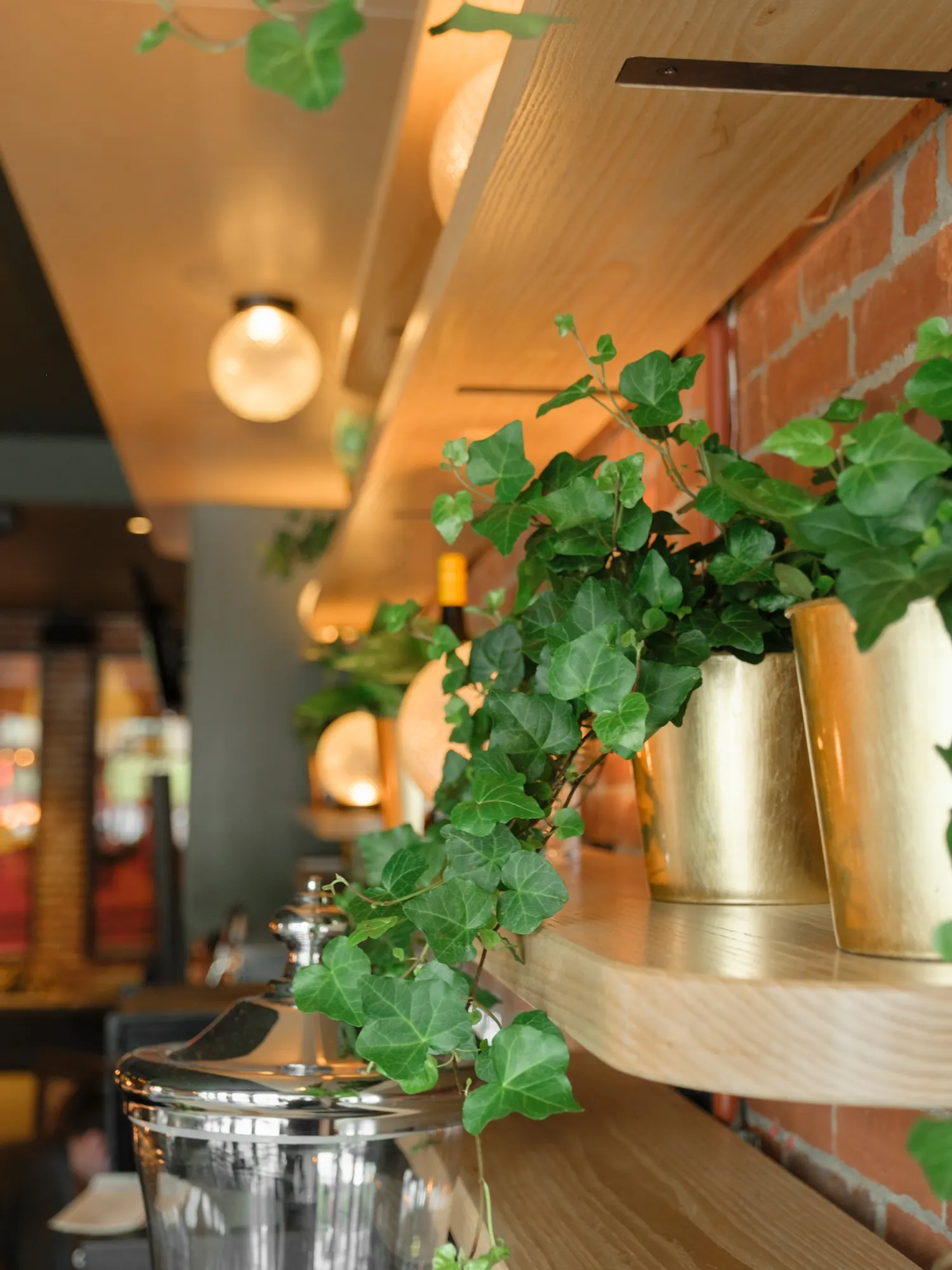 Ivy in brass pots on a timber shelf.
