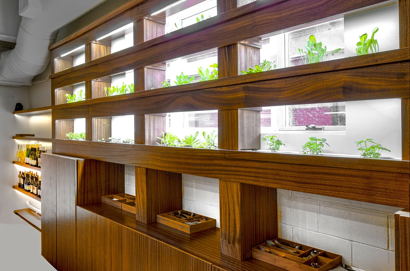 Growing under light on timber shelving, within reach of the cooks.