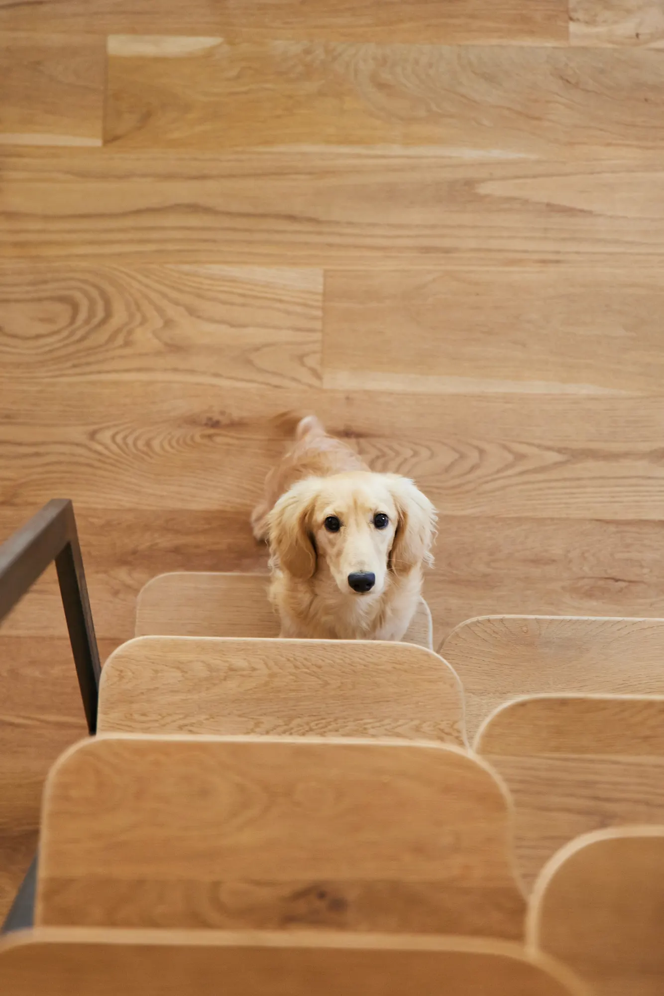 A dog sitting at the foot of the stair, looking straight up.