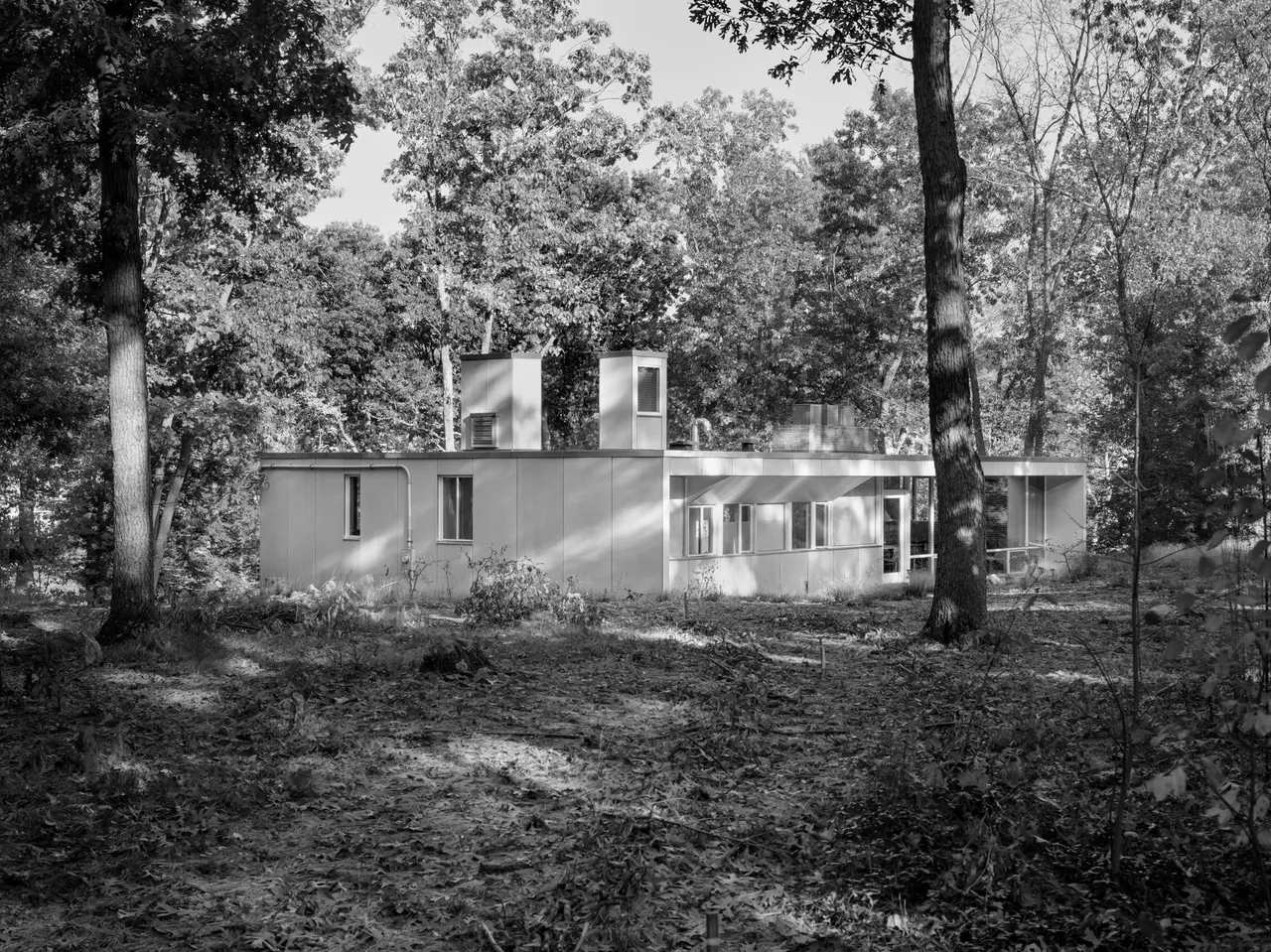 The long, low house in the woods, seen past a tall trunk, chimney stacks rising above the roof.